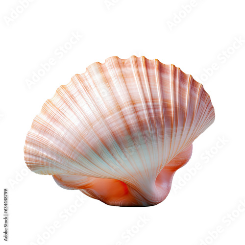 Closeup view of Rapana shell on a transparent background