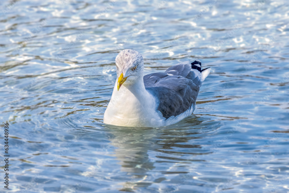 Yellow legged gull-Goéland leucophée (Larus michahellis) of Porquerolles island, Mediterranean sea, Provence-Alpes-Côte d'Azur, France. Yellow legged gull-Goéland leucophée (Larus michahellis) of Porquerolles island, Mediterranean sea, Provence-Alpes-Côte d'Azur, France.