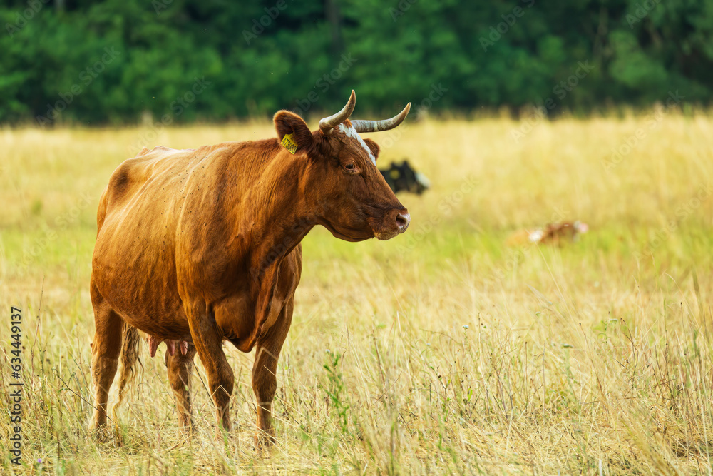 Brown cow beautiful and young in the pasture Brown cow beautiful and young in the pasture