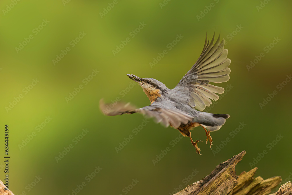 Fototapeta premium Eurasian nuthatch, (Sitta europaea) flies away with the seed