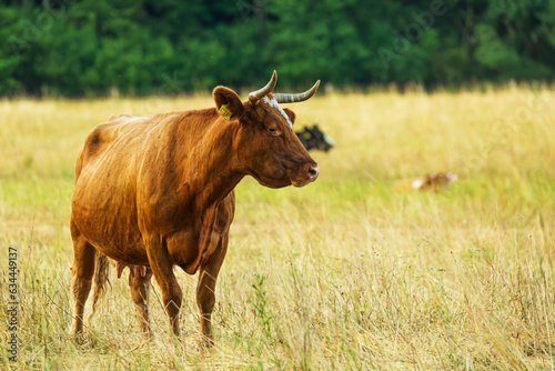 Fototapeta Naklejka Na Ścianę i Meble -  Brown cow beautiful and young in the pasture
