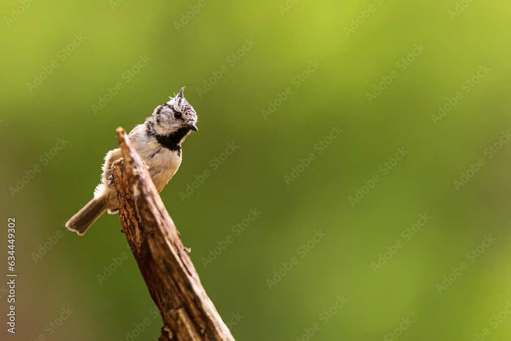 The crested tit or European crested tit (Lophophanes cristatus) (formerly Parus cristatus)