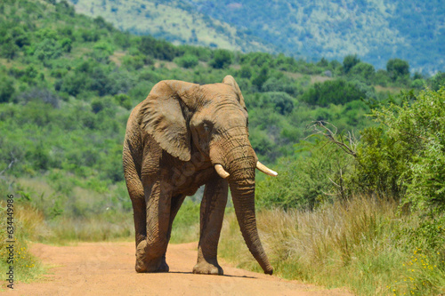 Huge and musth African elephant (Loxodonta Africana) road block in a South African game reserve