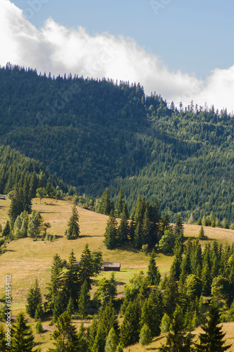 autumn colors of foliage on trees in the Carpathian mountains