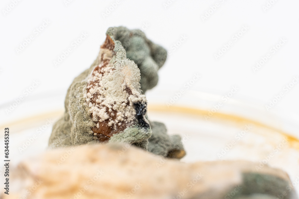 Mold on food macro on a white background. The danger of mold, stale products. Mold on food macro on a white background. The danger of mold, stale products.