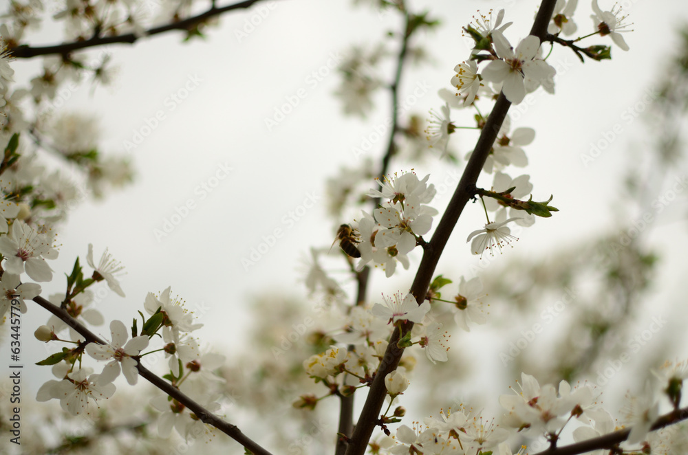 Cherry blossom and the bees. Mykolaiv, Ukraine. Cherry blossom and the bees. Mykolaiv, Ukraine.