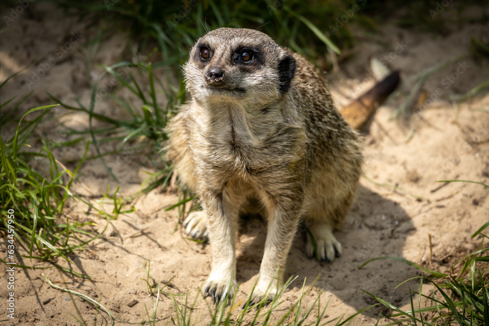 Fototapeta premium Meerkat saying hello