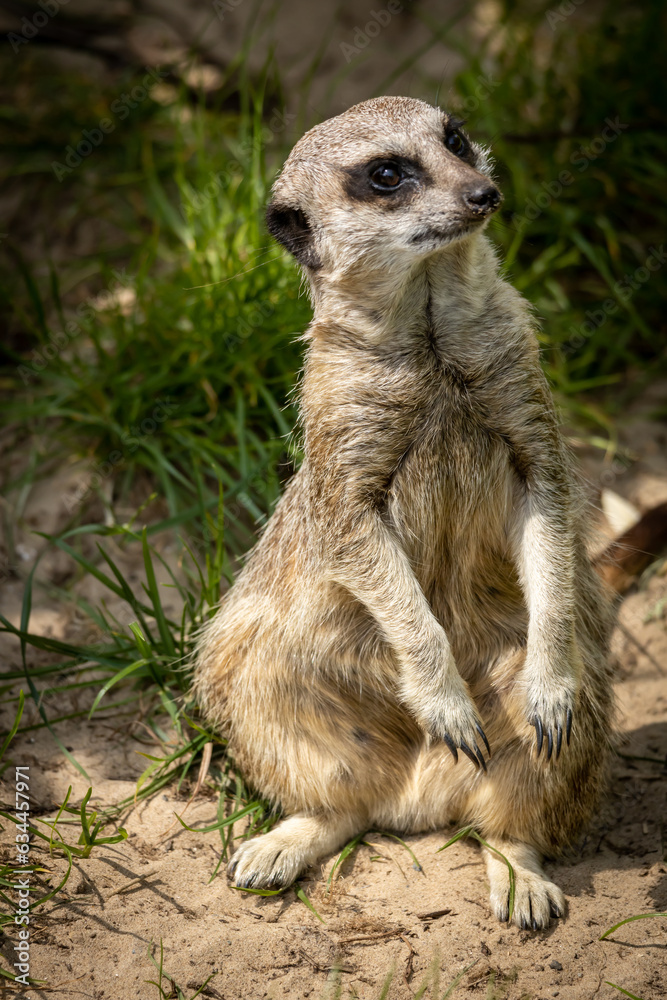 Fototapeta premium Meerkat saying hello