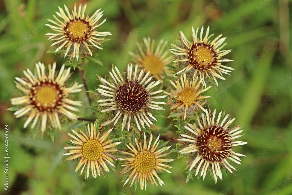 Gold-Distel (Carlina vulgaris). Gold-Distel (Carlina vulgaris).
