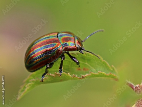 Regenbogen-Blattkäfer (Chrysolina cerealis)