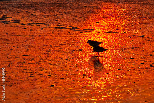 Fotografija Two sandpipers look through the red shine of the morning sun - Outer banks, NC,