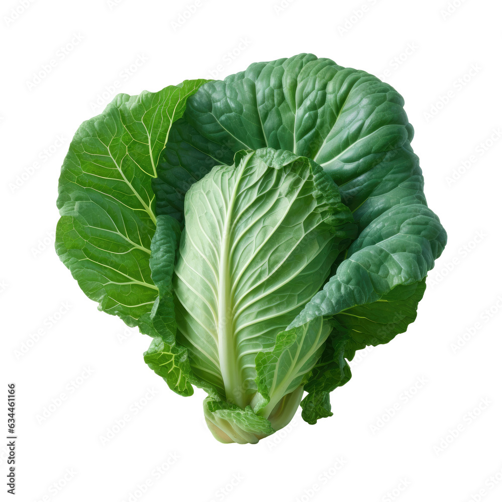 cabbage leaf cabbage leaf