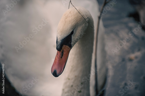 mute swan cygnus olor