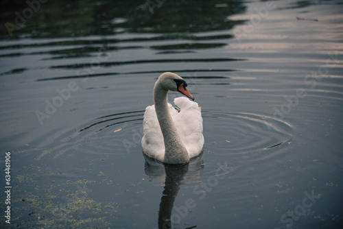 mute swan cygnus olor