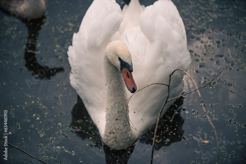 mute swan cygnus olor