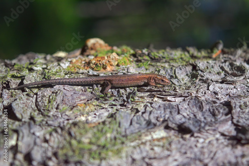 A stunning Common Lizard Lacerta Zootoca vivipara warming itself on a log in the summer sunshine. © Anatoliy