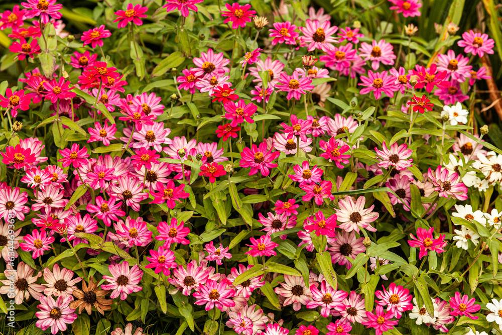 wild flowers growing by side of the road