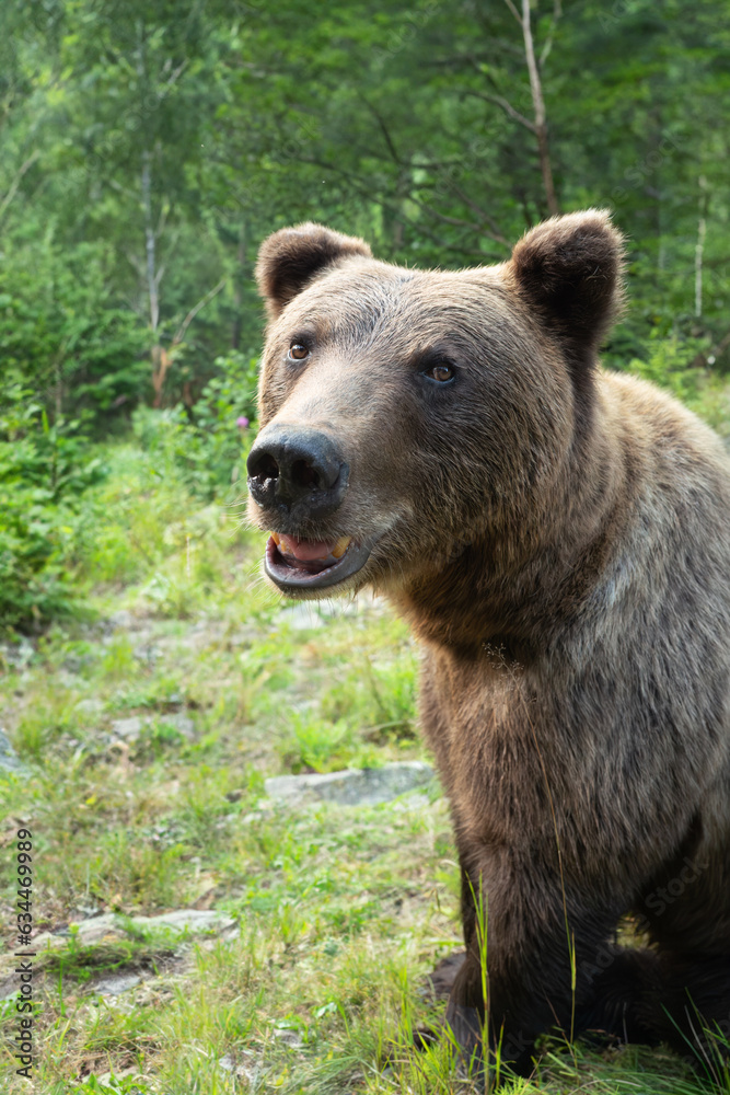 Fototapeta premium wary brown bear on the background of the forest
