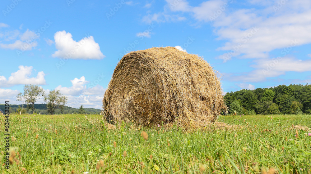A path of hay in the middle of a green field in the afternoon A path of hay in the middle of a green field in the afternoon