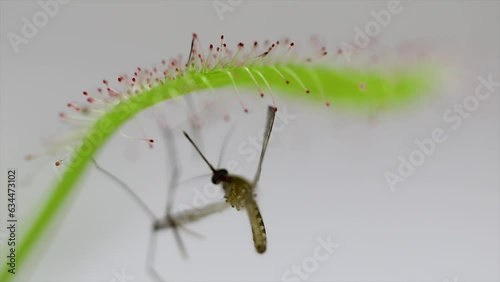 Carnivorous plant Drosera capensis, known as Cape sundew, capturing an dengue insect in 4k video selective focus. photo