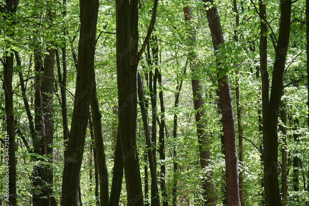 Buchenwald im Fruehling