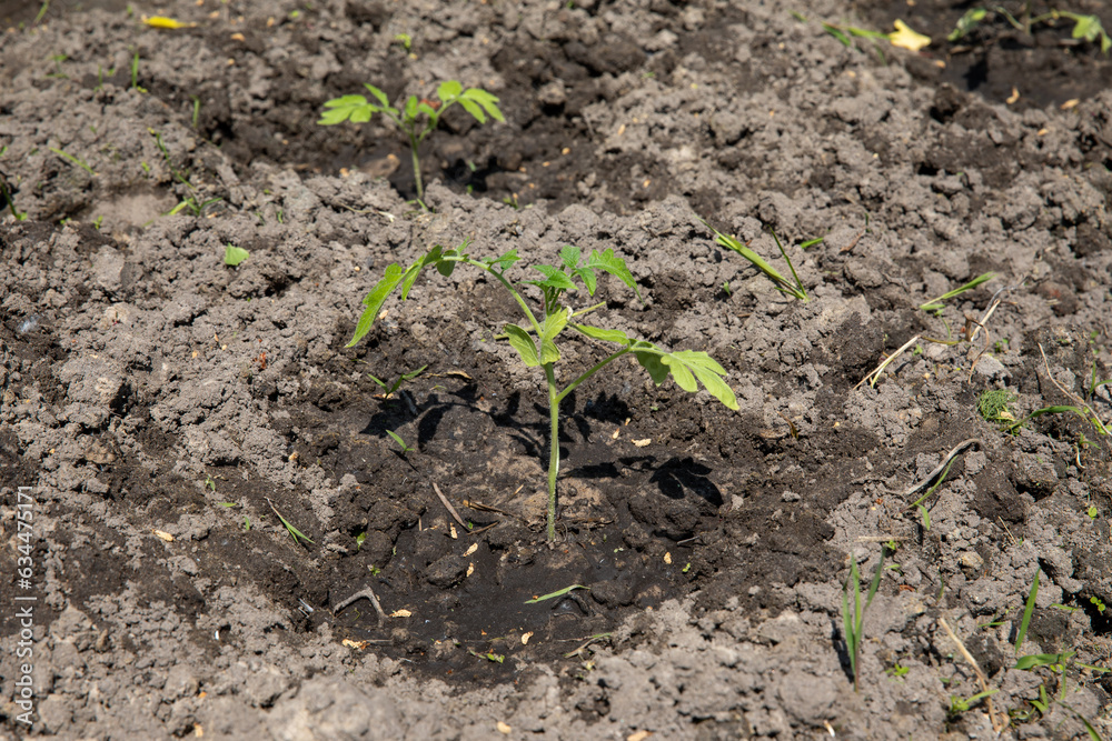 Seedlings of the tomato plant planted in the ground in the garden in spring and summer. Seedlings of the tomato plant planted in the ground in the garden in spring and summer.