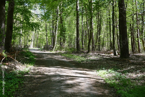 Waldweg im Fruehling photo