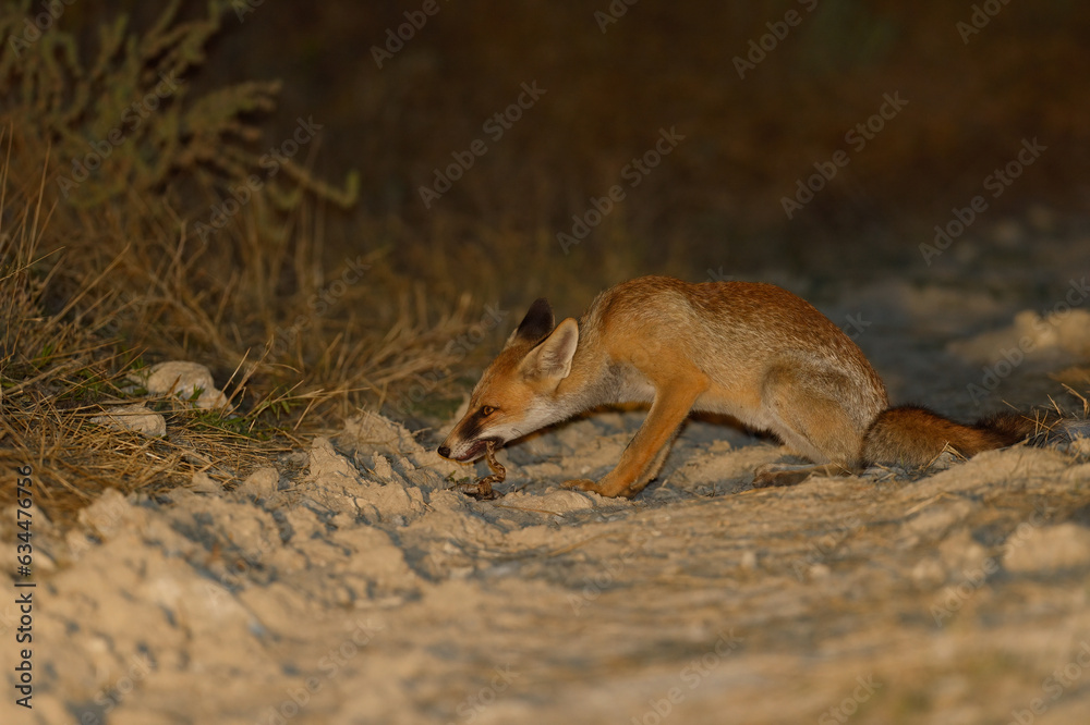 A red fox hunting snakes at night. Feeding red fox. A red fox hunting snakes at night. Feeding red fox.
