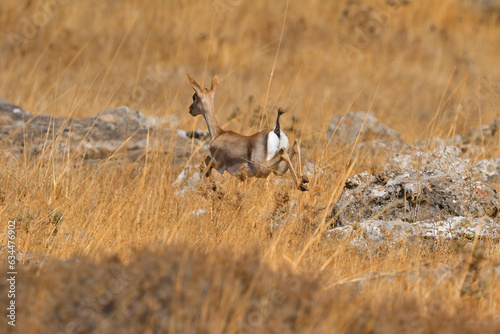 Fototapeta Naklejka Na Ścianę i Meble -  Mountain Gazelle running up the mountain.
