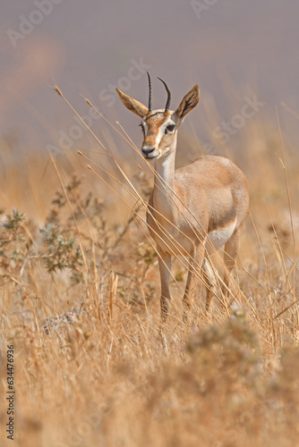 Mountain Gazelle eye to eye with the photographer. © TAMER YILMAZ