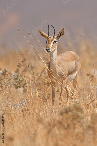 Mountain Gazelle eye to eye with the photographer.