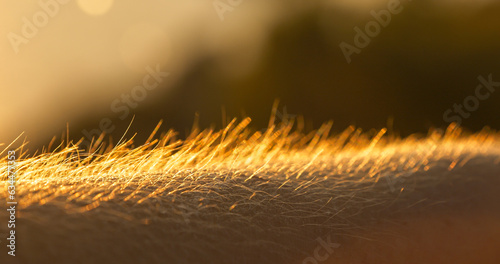 Фотография DOF, MACRO: Young person reacts to cold from a chilly breeze blowing at sunset
