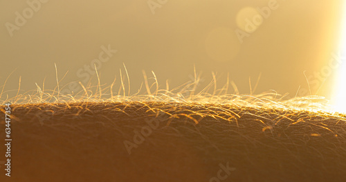 MACRO, DOF: Upright body hairs on human hand glowing in golden summer sunlight photo