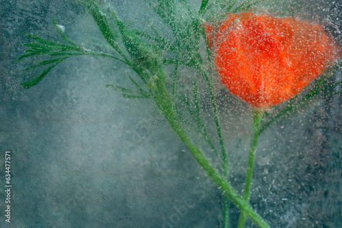 Aesthetic background made with flowers in the ice block against the blue background. Minimal summer concept.