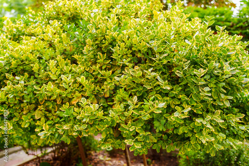 The leaves of the boxwood bush are evergreen.  photo