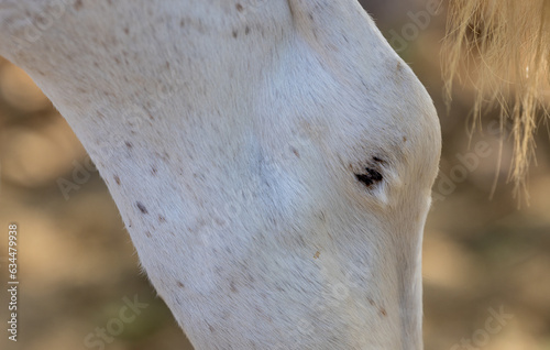 Canvas Print Horse Hock Sore