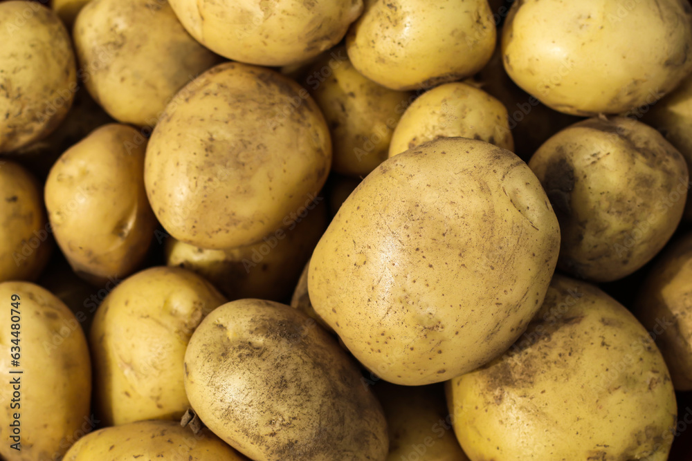Close up of fresh organic potato tubers harvesting Close up of fresh organic potato tubers harvesting