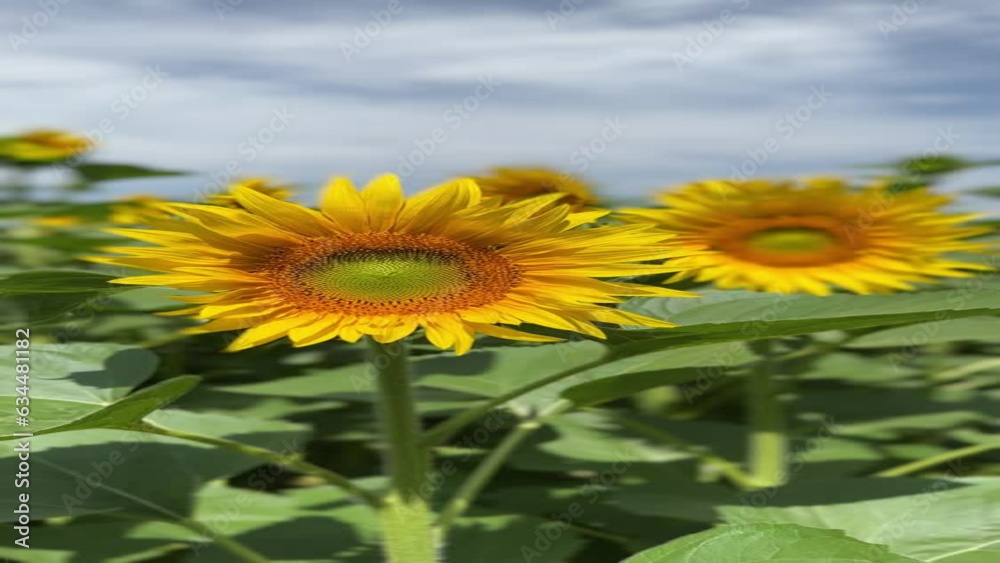 Birds chirp while a full bloom sunflower sways in the breeze. Hand-held shot with gentle movement. Birds chirp while a full bloom sunflower sways in the breeze. Hand-held shot with gentle movement.