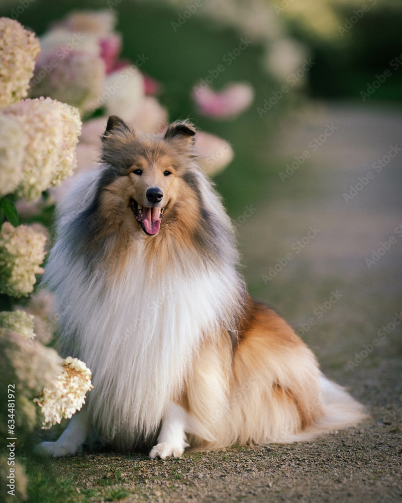 Regal Gaze: Portrait of a Majestic Collie rough Regal Gaze: Portrait of a Majestic Collie rough