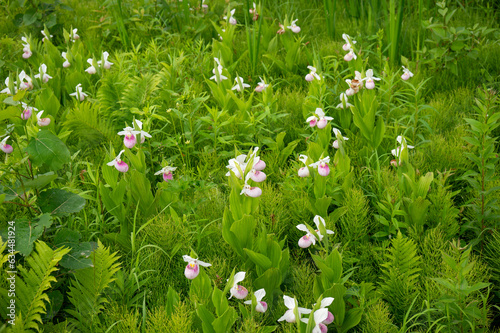 Field of wild lady slipper flowers in Minnesota