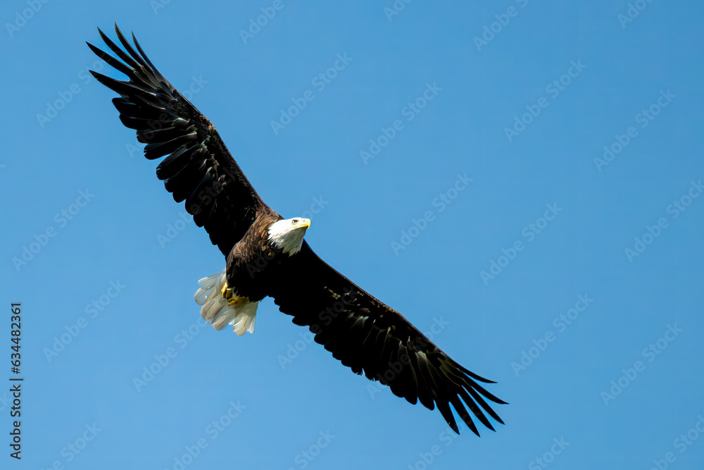 american bald eagle flying wingspan outstretched american bald eagle flying wingspan outstretched