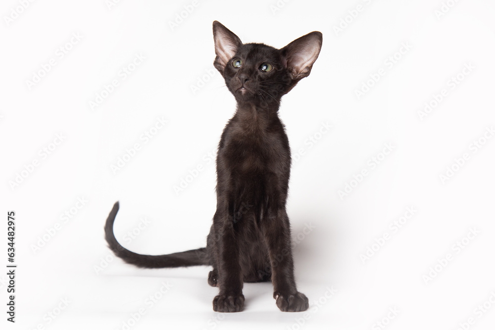 portrait of a cute black oriental cat in front of white background. kitty studio shot with copy space portrait of a cute black oriental cat in front of white background. kitty studio shot with copy space