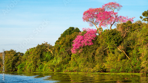 Ipe Tree in the Pantanal, Brazil