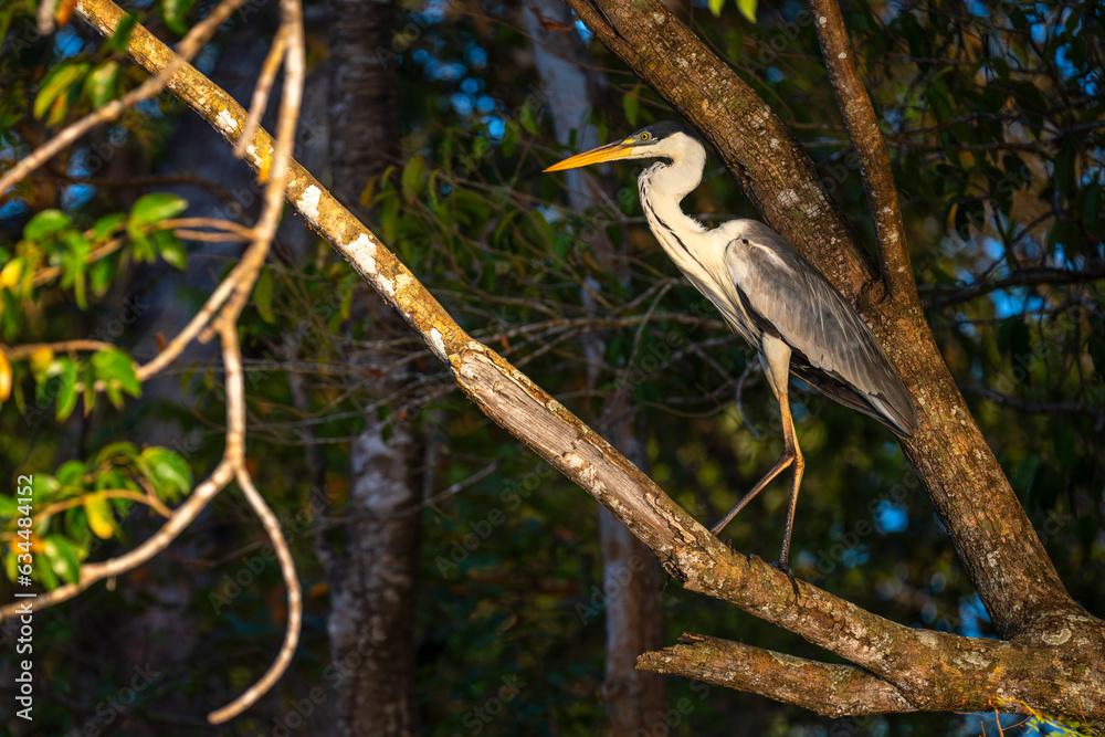 Fototapeta premium Cocoi herreon on a Branch in the Pantanal, Brazil