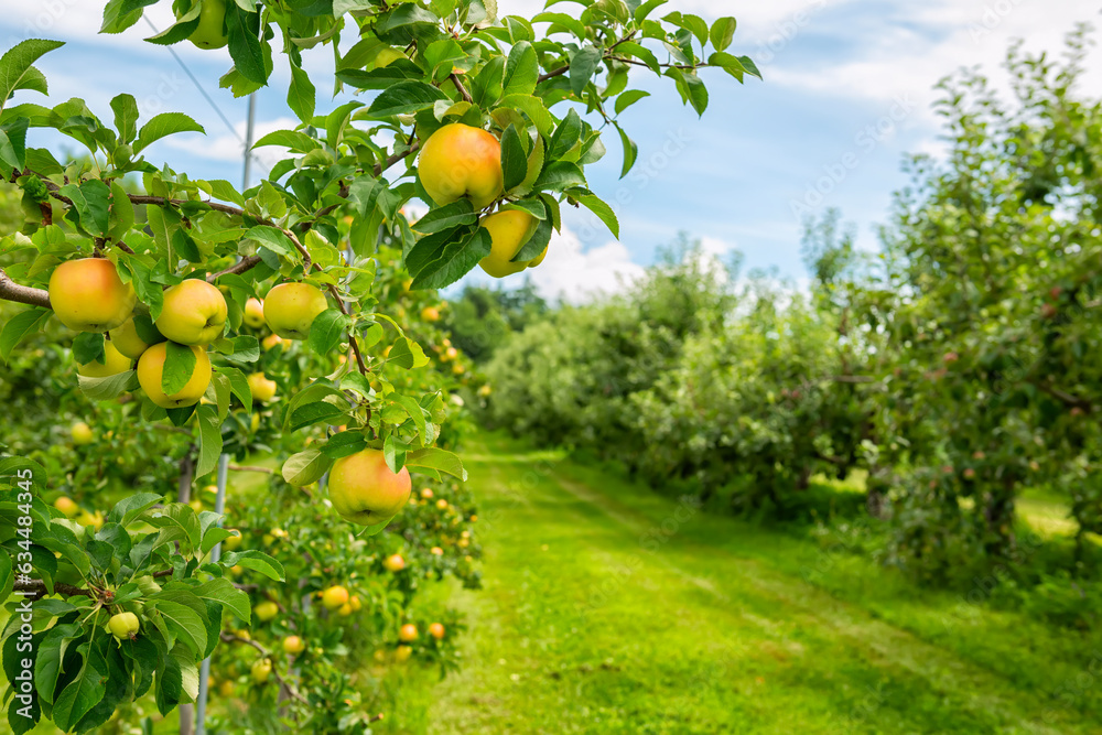 branch with ripe apples in the apple orchard. Harvesting.
branch with ripe apples in the apple orchard. Harvesting.
