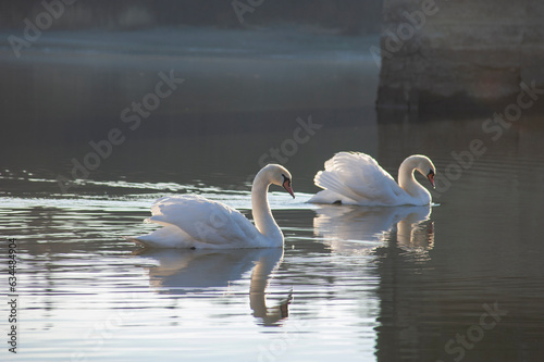 white swans group on the lake swim well under the bright sun