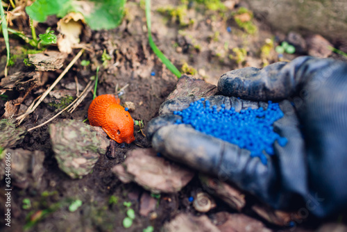 Slug poisoned bait for pest control. Gardener throwing blue granules on ground to kill brown Spanish slugs. Snail trap