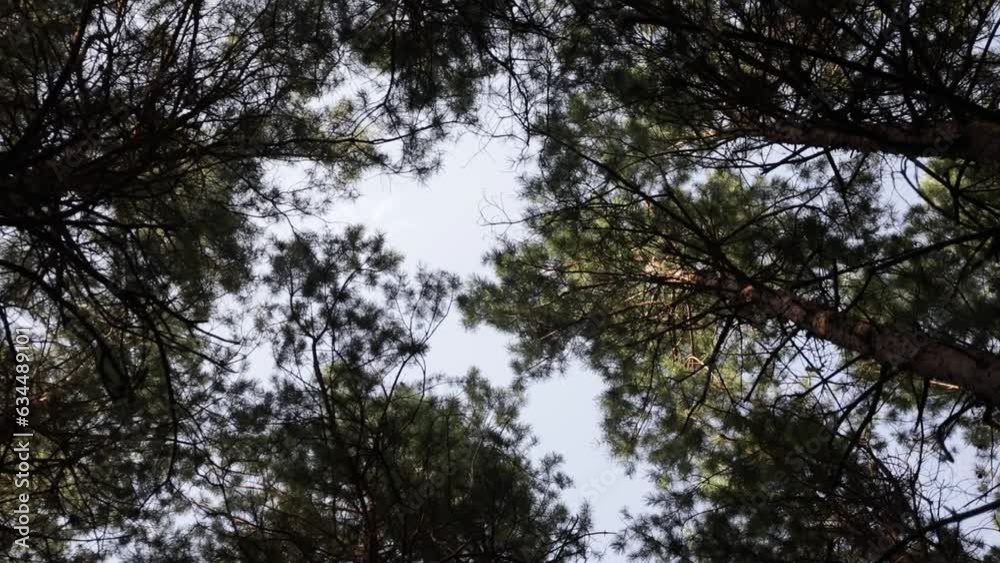Beautiful Sunset In Forest. Sun Sunlight Through Pines And Spruce Woods In Forest Landscape. Slider shot Beautiful Sunset In Forest. Sun Sunlight Through Pines And Spruce Woods In Forest Landscape. Slider shot