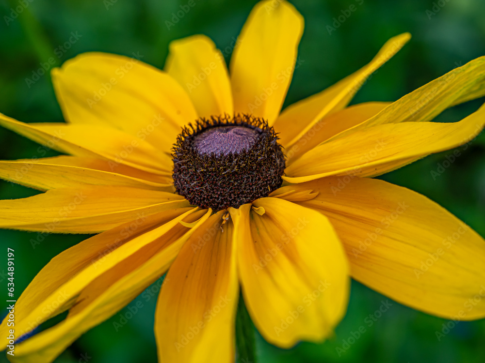 Rudbeckia hirta, black-eyed Susan, Rudbeckia hirta, black-eyed Susan,