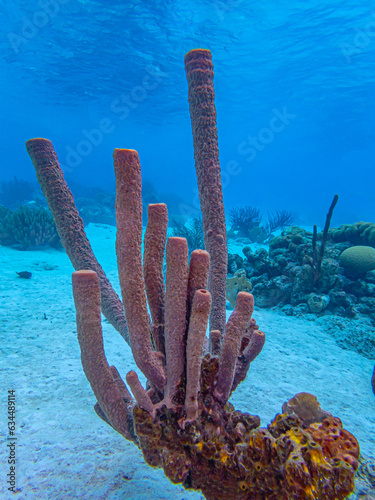 Aplysina archeri, stove-pipe sponge,